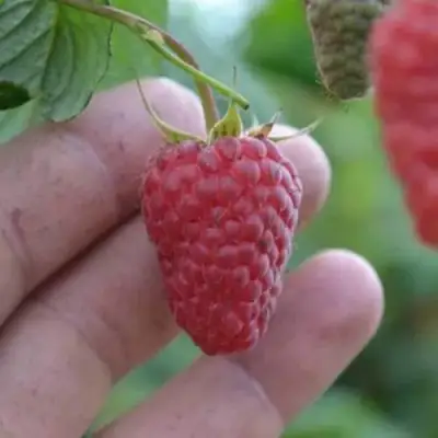 Малина КОРПИКО в Витебске