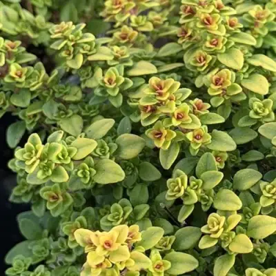 Тимьян АРЧЕРЗ ГОЛД в Витебске