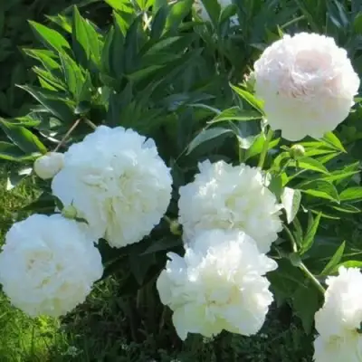 Пион МУН ОВЕР БАРРИНГТОН травянистый в Витебске