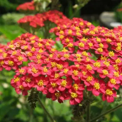 Тысячелистник ПАПРИКА обыкновенный в Витебске