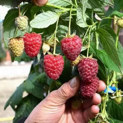Малина ПОЛЕСЬЕ в Витебске