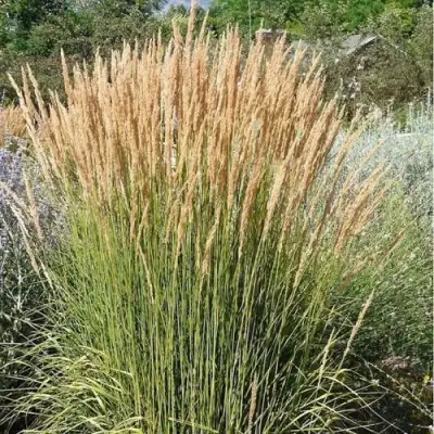 Вейник АВАЛАНШ остроцветковый в Витебске