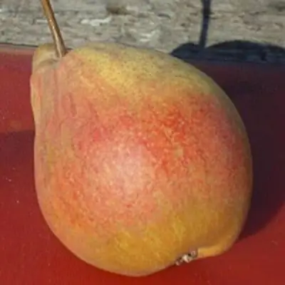 Груша ТАТЬЯНА в Витебске