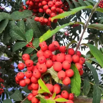 Рябина НЕВЕЖИНСКАЯ сладкоплодная в Витебске