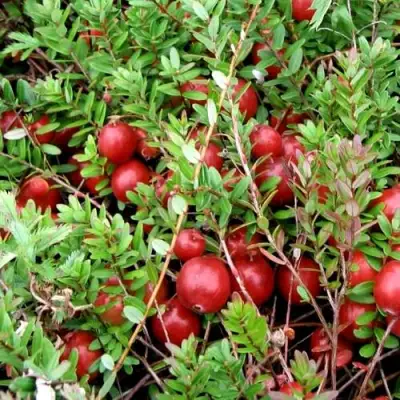 Клюква СТИВЕНС в Витебске