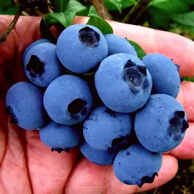 Голубика РЕКА в Витебске