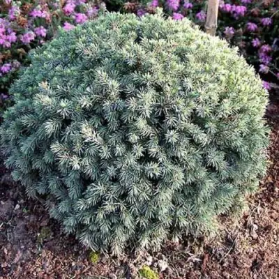 Ель ЭХИНИФОРМИС сизая в Витебске