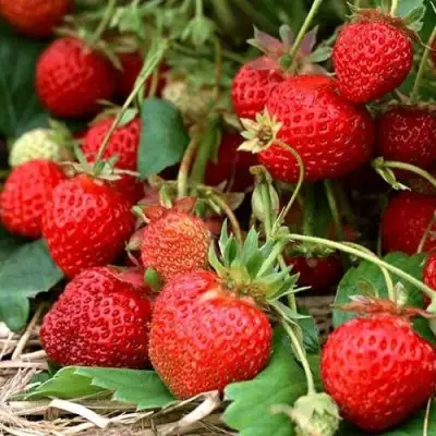 Клубника САН АНДРЕАС ремонтантная в Витебске