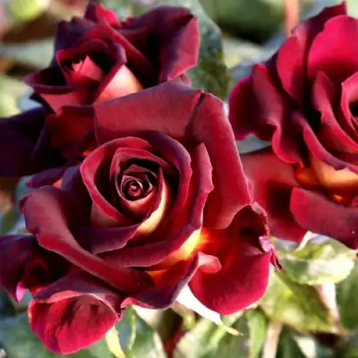 Роза ЭДДИ МИТЧЕЛЛ чайно-гибридная в Витебске