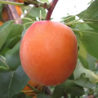 Абрикос ГОЛД РИЧ в Витебске
