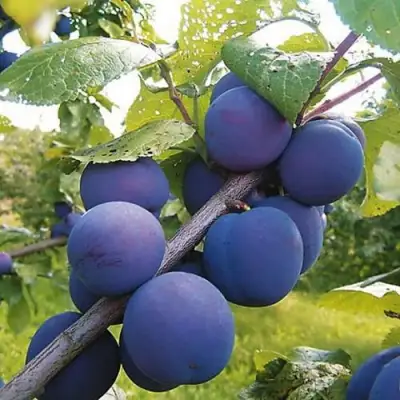 Слива КРОМАНЬ в Витебске