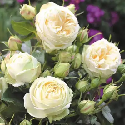 Роза ВЕНДИНГ ПИАНО чайно-гибридная в Витебске