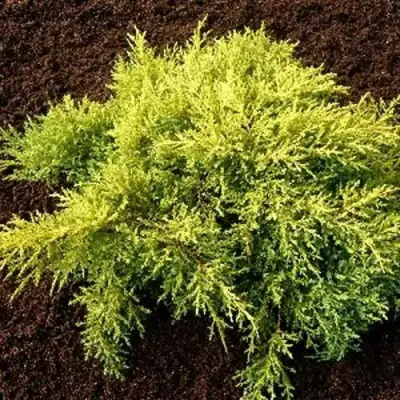 Можжевельник МОРДИГАН ГОЛД средний в Витебске