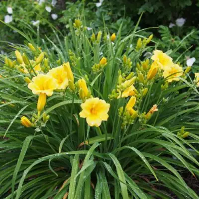 Лилейник СТЕЛЛА ДЕ ОРО гибридный в Витебске