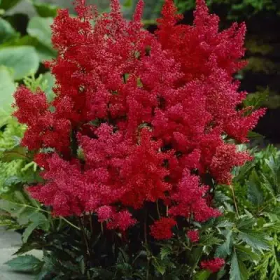 Астильба ГРАНАТ Арендса в Витебске