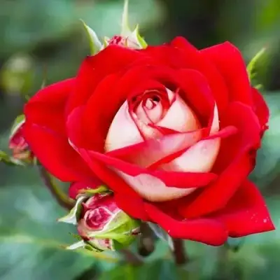 Роза АЛЬЯНС чайно-гибридная в Витебске