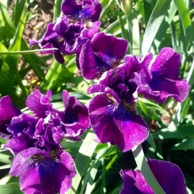 Ирис БАНДЛ ОВ ДЖОЙ сибирский в Витебске