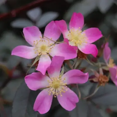 Роза сизая в Витебске