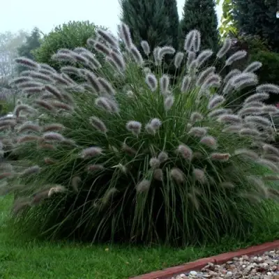 Пеннисетум ЛЕДИ Ю в Витебске