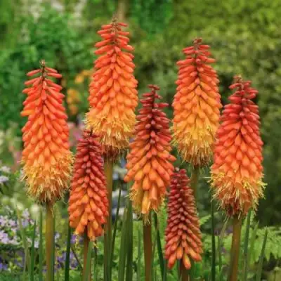 Книфофия АЛЬКАЗАР гибридная в Витебске