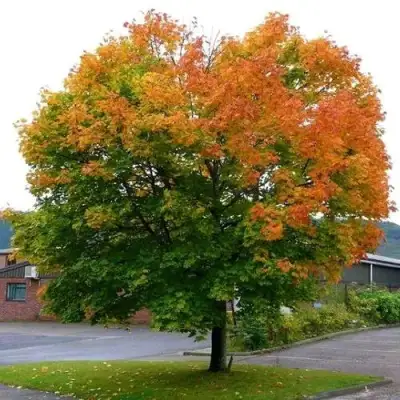 Клен остролистный в Витебске