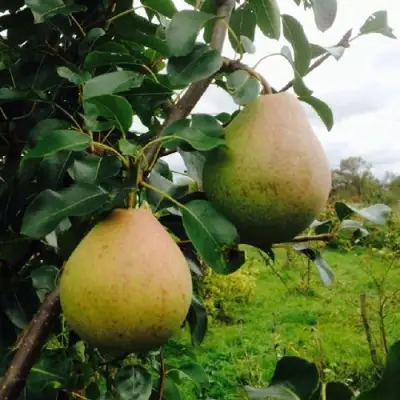 Груша ЛИРА в Витебске