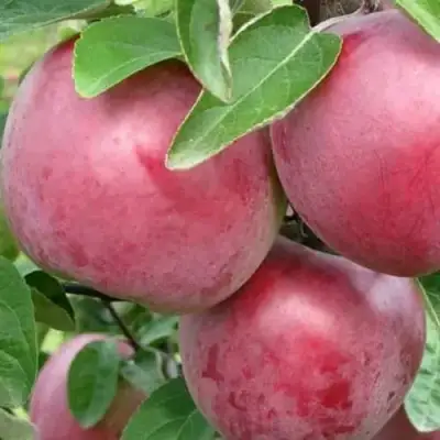 Яблоня АЛЕСЯ в Витебске