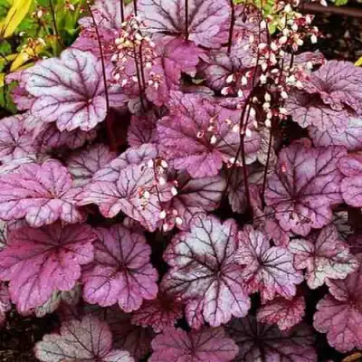 Гейхера ШУГА ФРОСТИНГ в Витебске