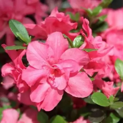 Азалия РОКОКО японская в Витебске