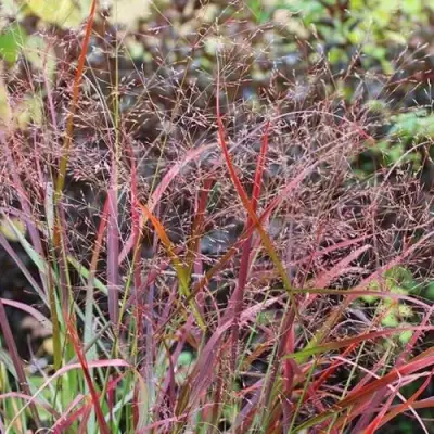 Просо РЕБРАУН прутьевидное в Витебске