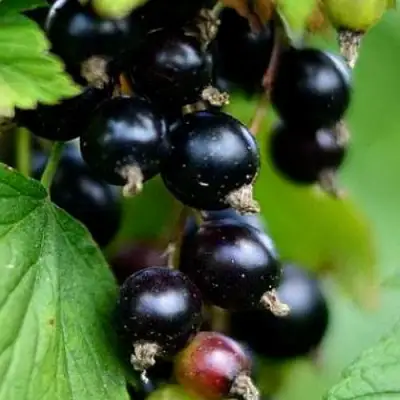 Смородина чёрная КАТЮША в Витебске