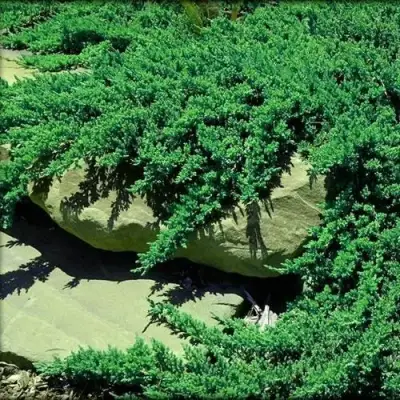 Можжевельник НАНА лежачий в Витебске