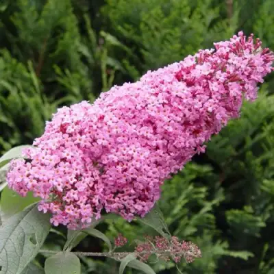 Буддлея давида ПИНК ДЕЛАЙТ в Витебске