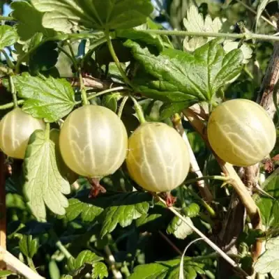 Крыжовник БЕЛОРУCСКИЙ САХАРНЫЙ 2 в Витебске