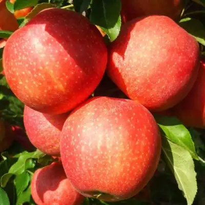 Яблоня ГАЛА ШНИГА в Витебске