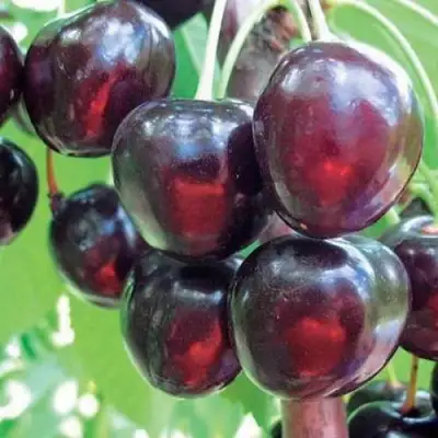 Черешня ЛЮБИМИЦА АСТАХОВА в Витебске