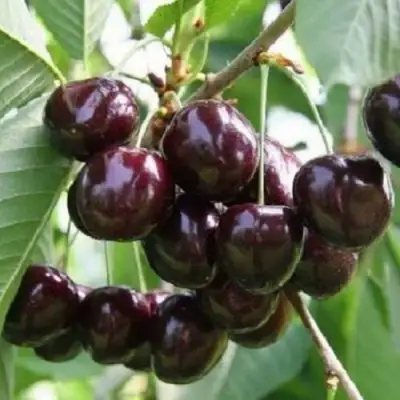 Черешня ЛЕНИНГРАДСКАЯ ЧЁРНАЯ в Витебске