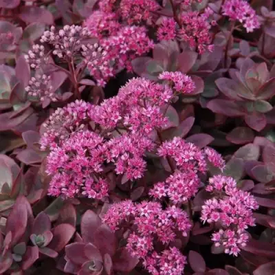 Очиток (седум) САНСПАРКЛЕР ФАЙЕРКРЕКЕР в Витебске