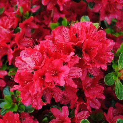 Азалия ХИНО КРИМСОН японская в Витебске