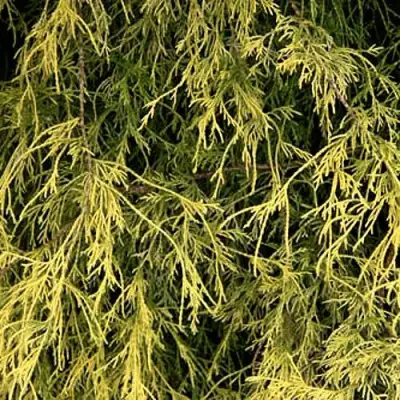 Кипарисовик ФИЛИФЕРА АУРЕА горохоплодный в Витебске