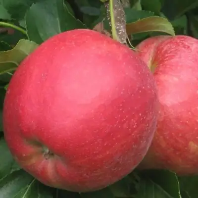 Яблоня РУБИН в Витебске