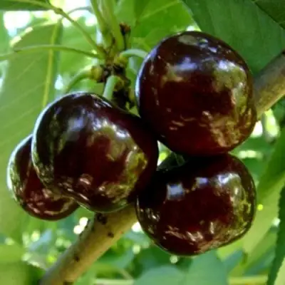 Черешня МУСКАТНАЯ в Витебске