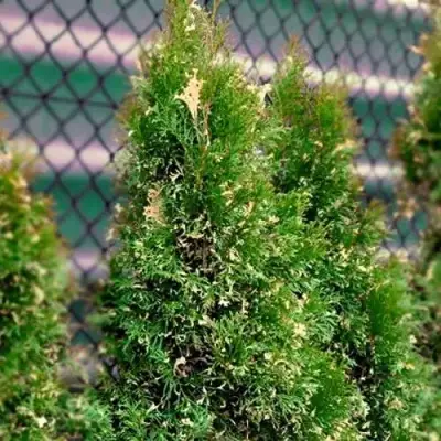 Туя СМАРАГД ВАРИЕГАТА западная в Витебске