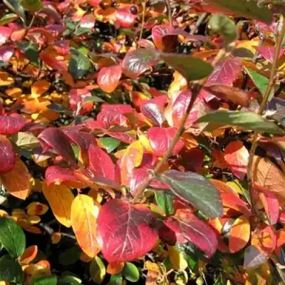 Кизильник блестящий в Витебске