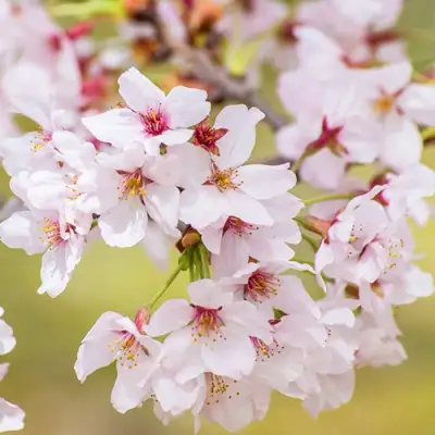 Сакура КОЙО НО МАЙ в Витебске