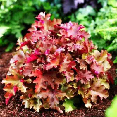 Гейхера МАРМЕЛАД в Витебске