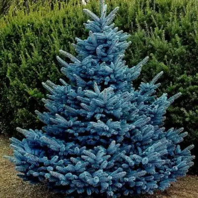 Ель МАДЖЕСТИК БЛЮ колючая в Витебске