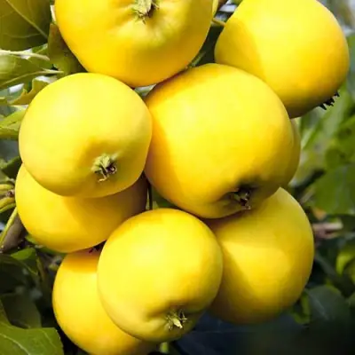 Яблоня УРАЛЬСКОЕ НАЛИВНОЕ в Витебске