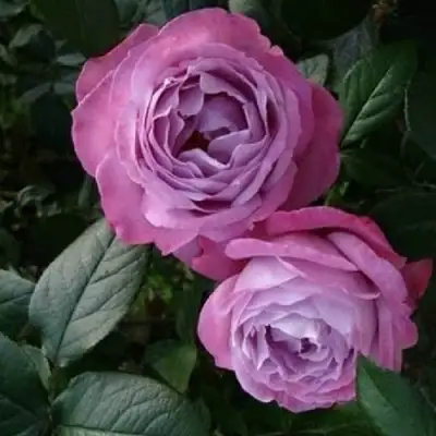 Роза АКВА чайно-гибридная в Витебске