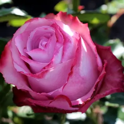 Роза ДИП ВОТЕР чайно-гибридная в Витебске